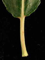 Salix eriocephala. Leaf petiole and base of leaf lamina. Image: D. Glenny © Landcare Research 2020 CC BY 4.0